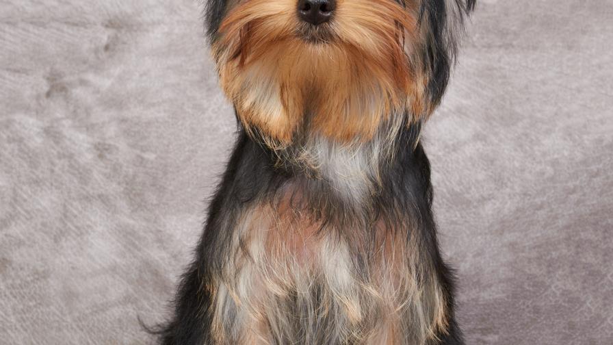 La comida le da alergia