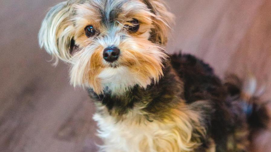 Mi perro tiene vómitos