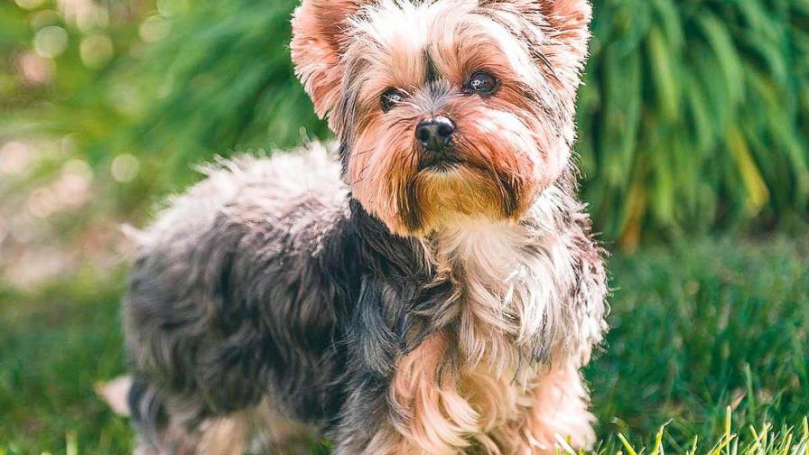 Las orejas del Yorkie