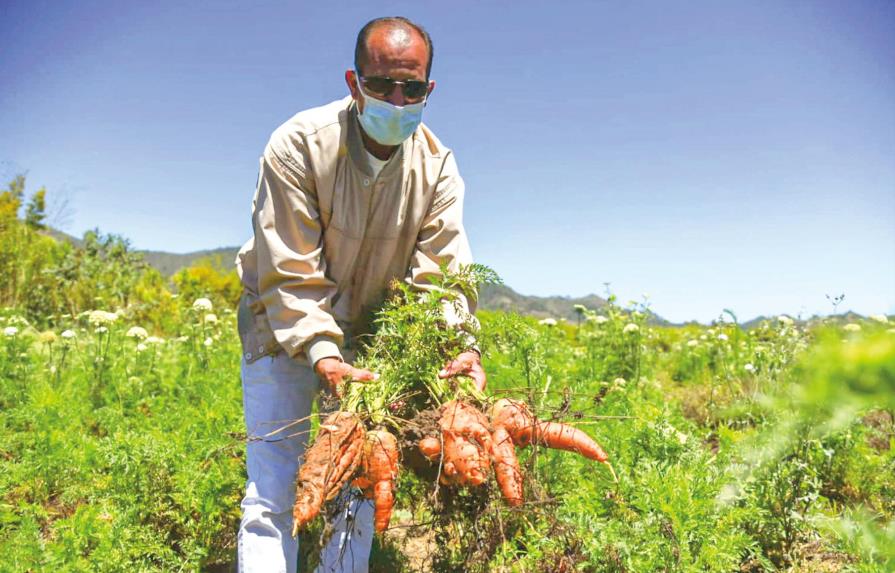 Ministerio de Agricultura niega acusación de importación masiva de zanahorias