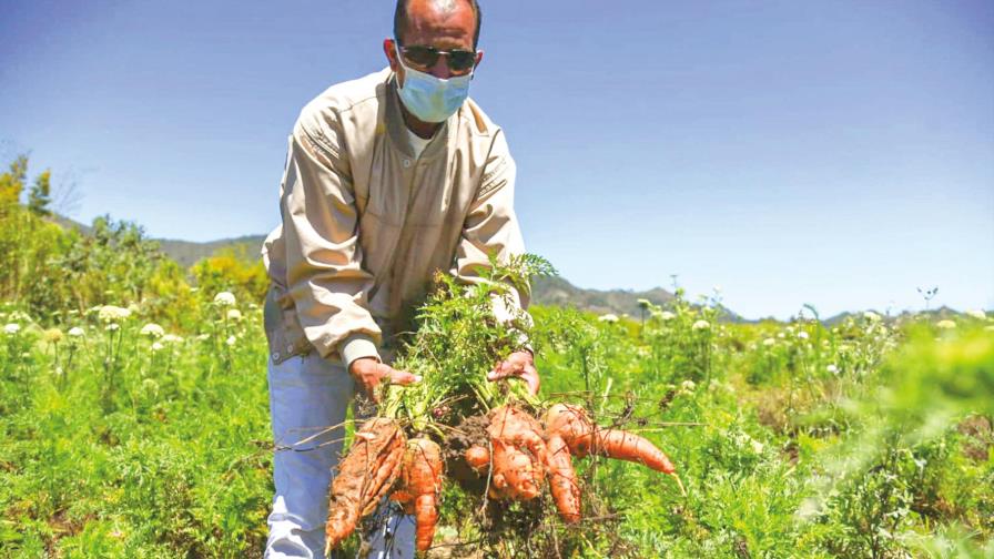 Ministerio de Agricultura niega acusación de importación masiva de zanahorias Ministerio de Agricultura niega acusación de importación masiva de zanahorias
