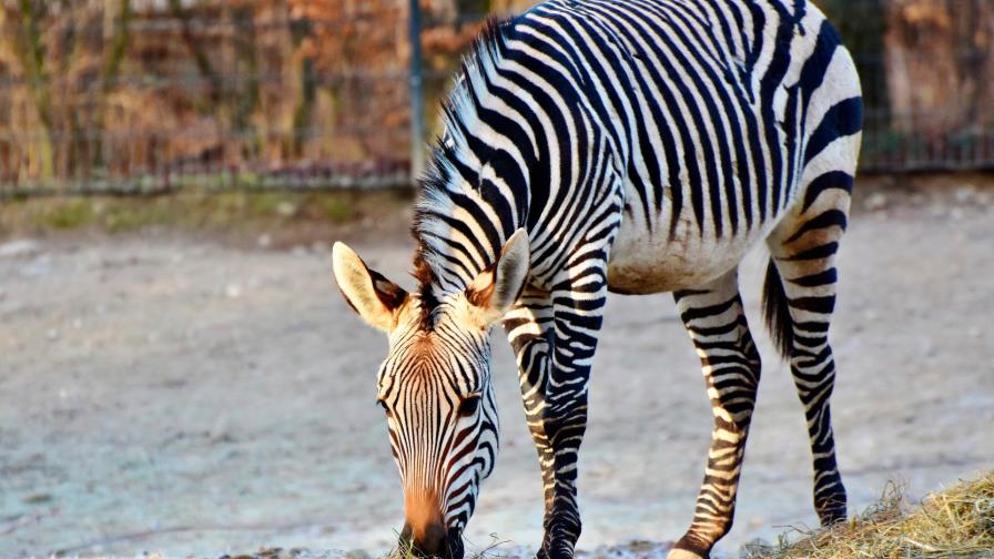 Las rayas de los animales indican al grupo en qué dirección huir