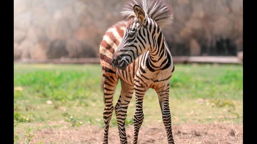 Nace cebra en el Zoológico Nacional; ayuda a ponerle nombre 