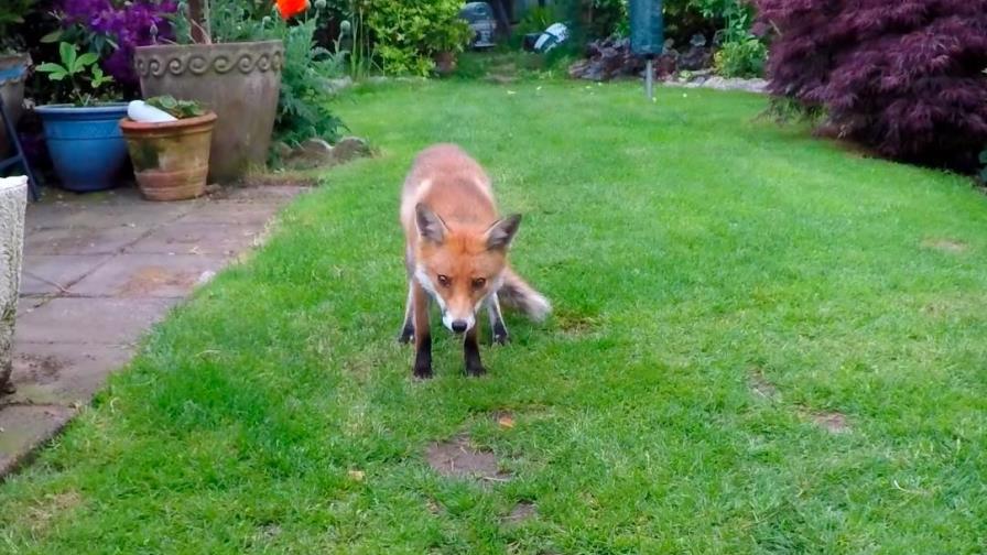Camarógrafo de Nat Geo en el Reino Unido recibe una visita inesperada Camarógrafo de Nat Geo en el Reino Unido recibe una visita inesperada