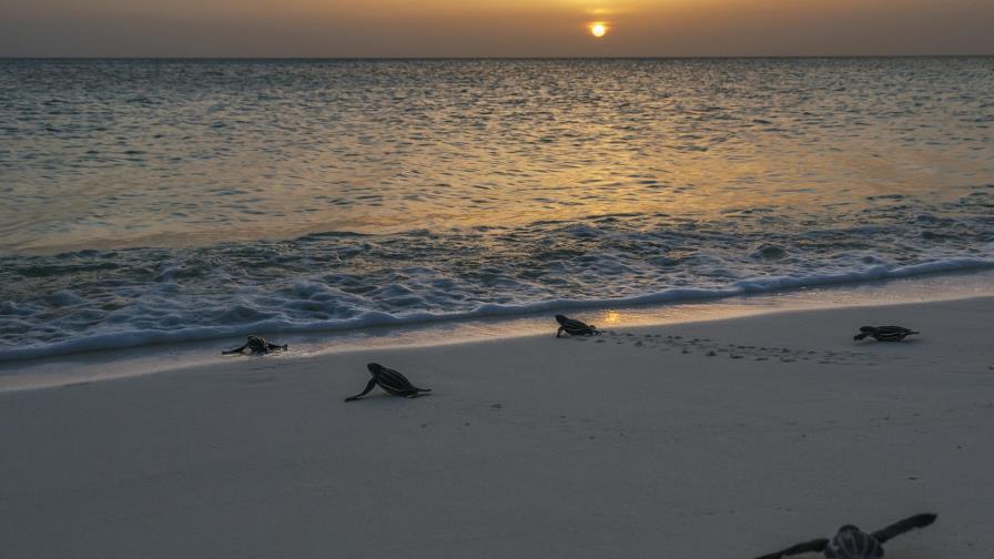 Los ‘paparazzi’ de la Naturaleza