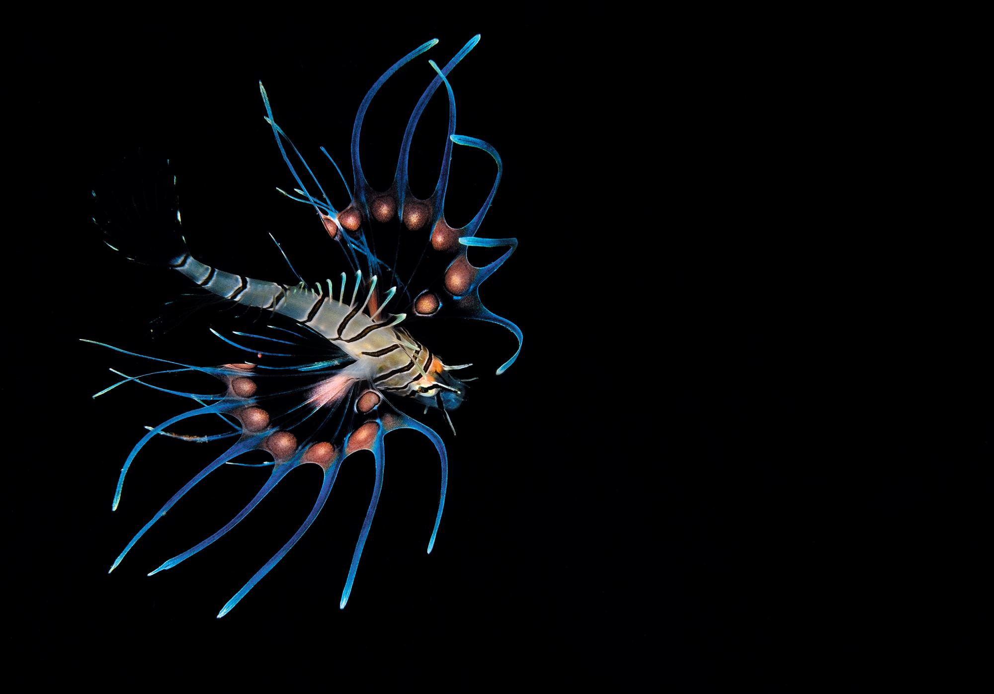 Juvenile Lionfish.