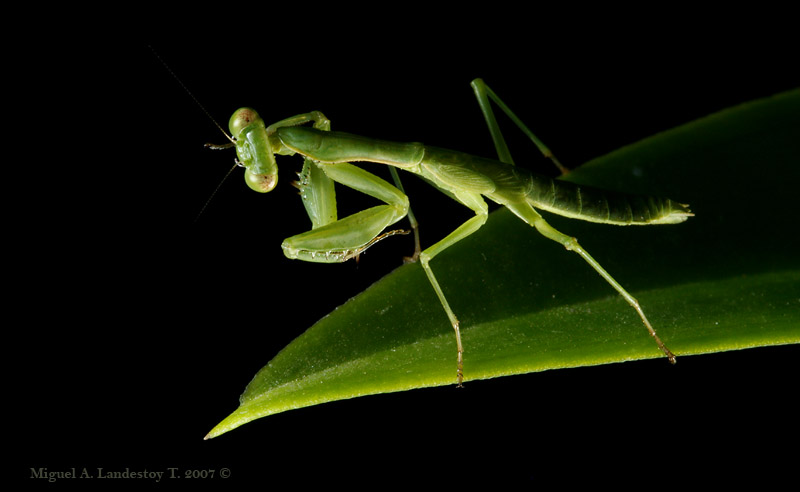 Mantis Verde.