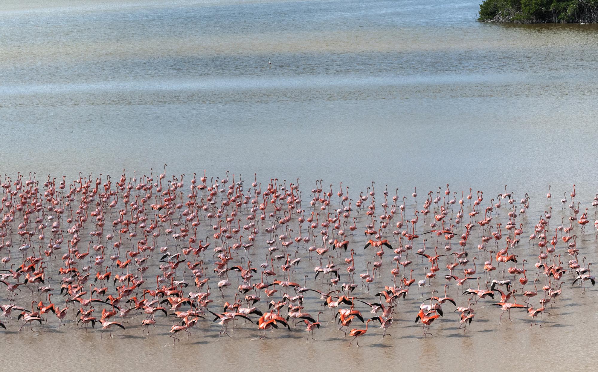 Flamencos, Bucan de Base.