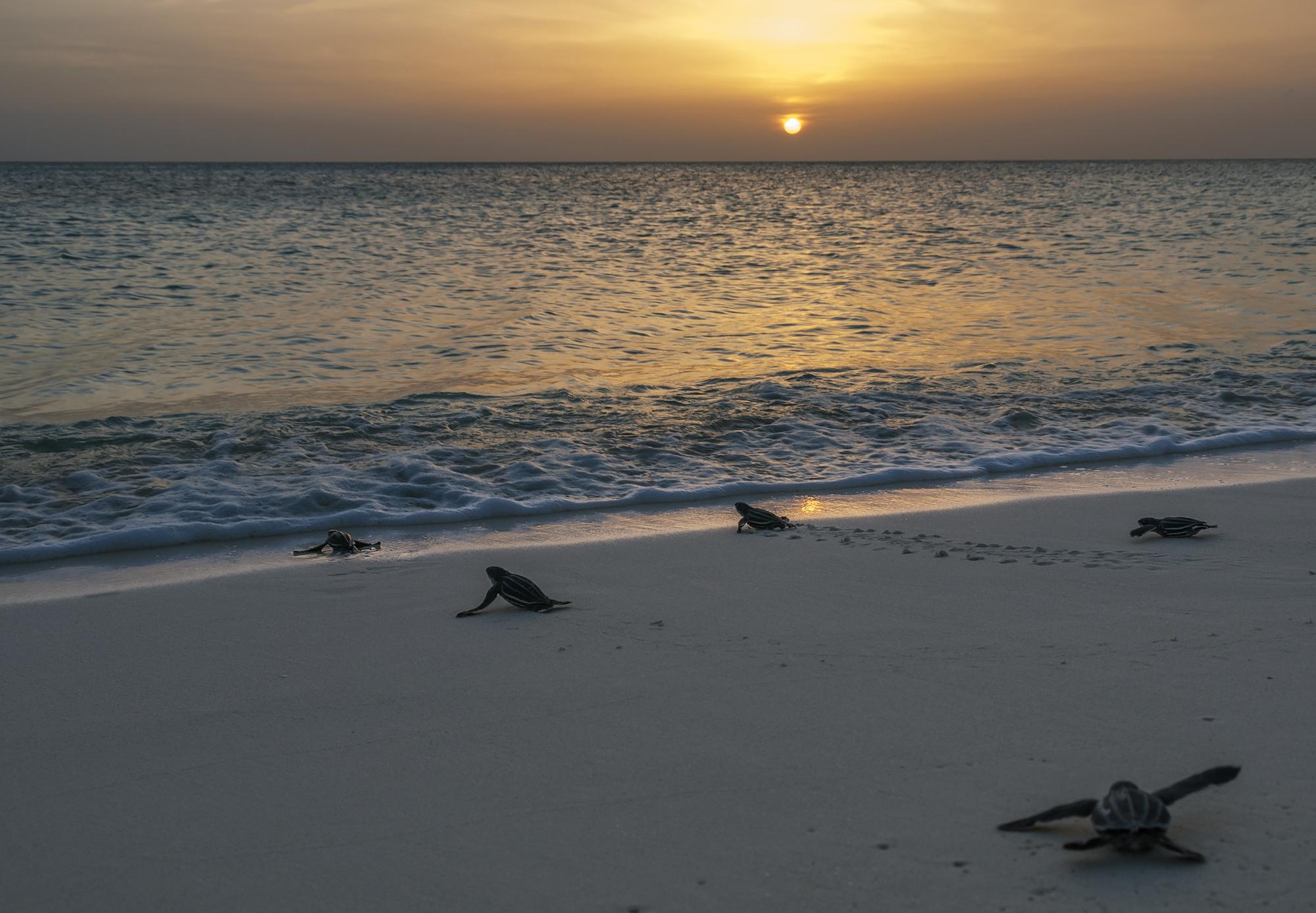 Tortugas, Bahía de las Águilas.