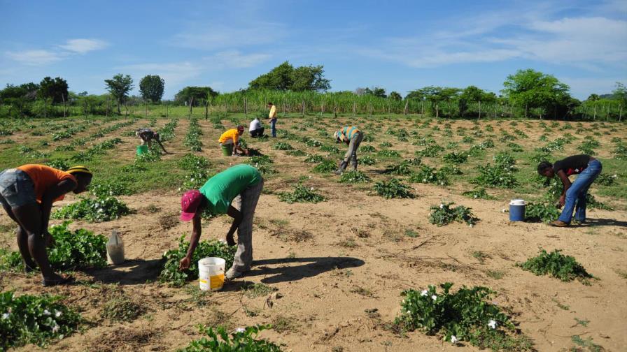 Aumentan el subsidio al seguro agropecuario, pero bajan los créditos