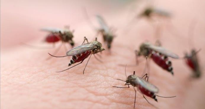 Viceministro dice que encontraron en Punta Cana criaderos del mosquito que transmite la malaria 
