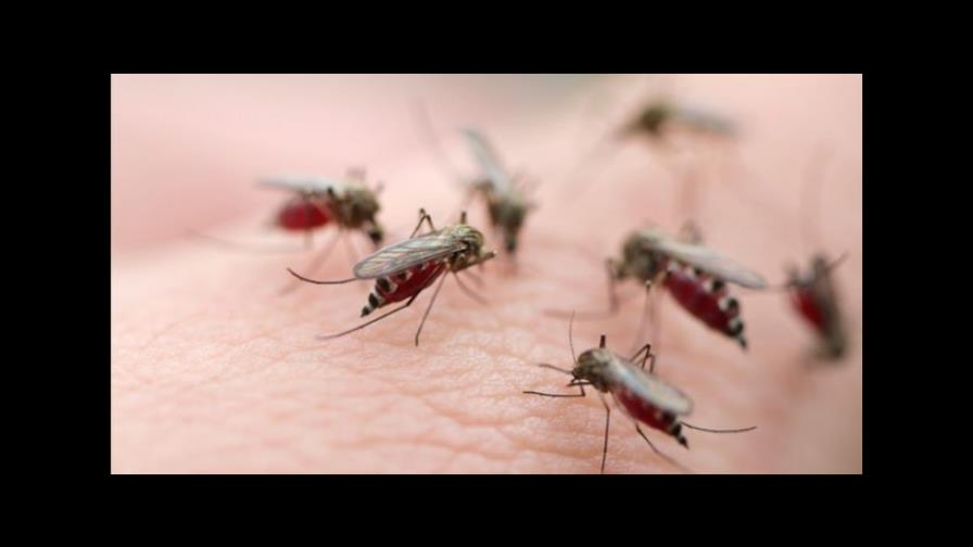 Viceministro dice que encontraron en Punta Cana criaderos del mosquito que transmite la malaria 