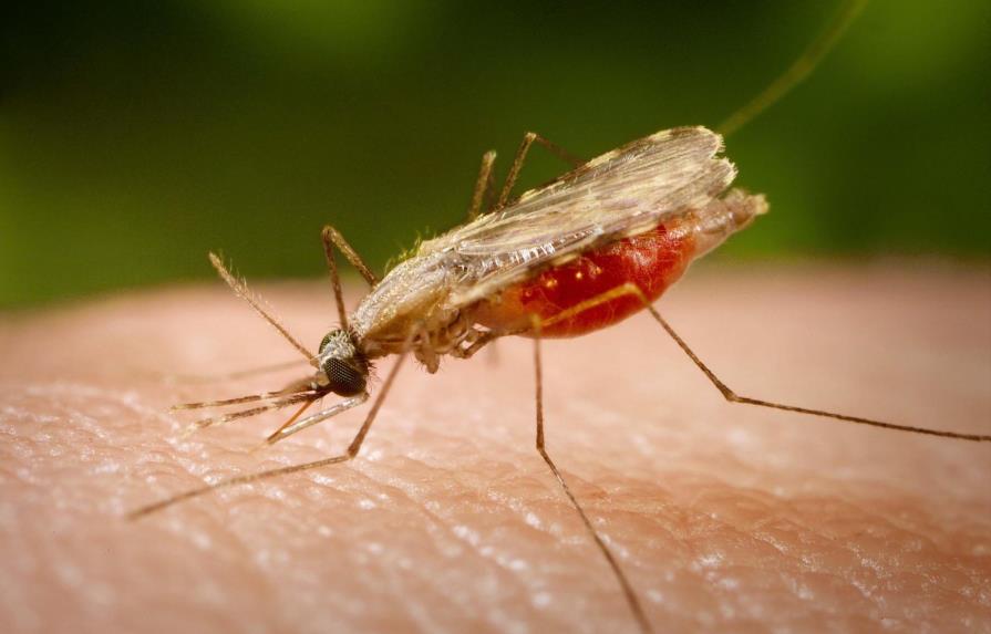 Casos de malaria registran un aumento en los últimos dos meses