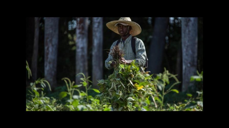 Agricultura veda cultivos de más de 10 frutas y vegetales hospederos de la Mosca Blanca