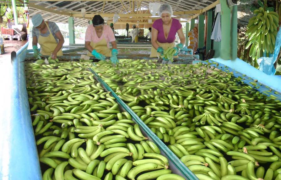 Buscan exportar el banano dominicano a Japón