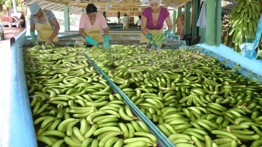 Buscan exportar el banano dominicano a Japón