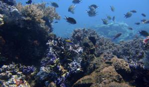 Alertan que adopción de un código regulador acelerará el inicio de la minería submarina