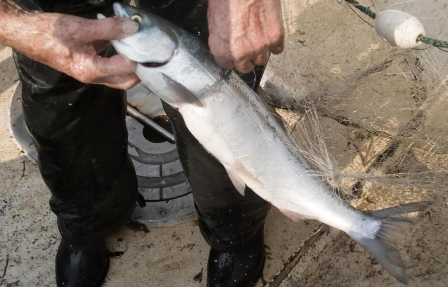 Más de 250,000 salmones mueren por el calor en el río Columbia