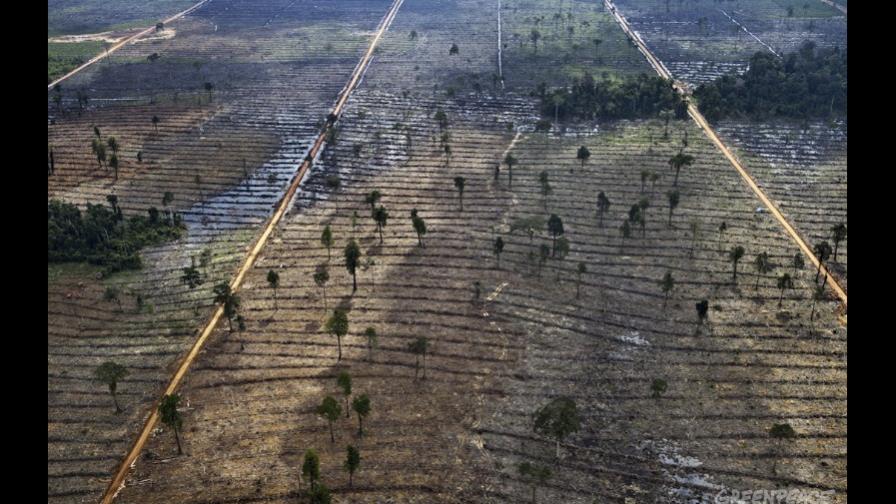 Investigadores piden revaluar el impacto de agrobosques en emisiones de CO2