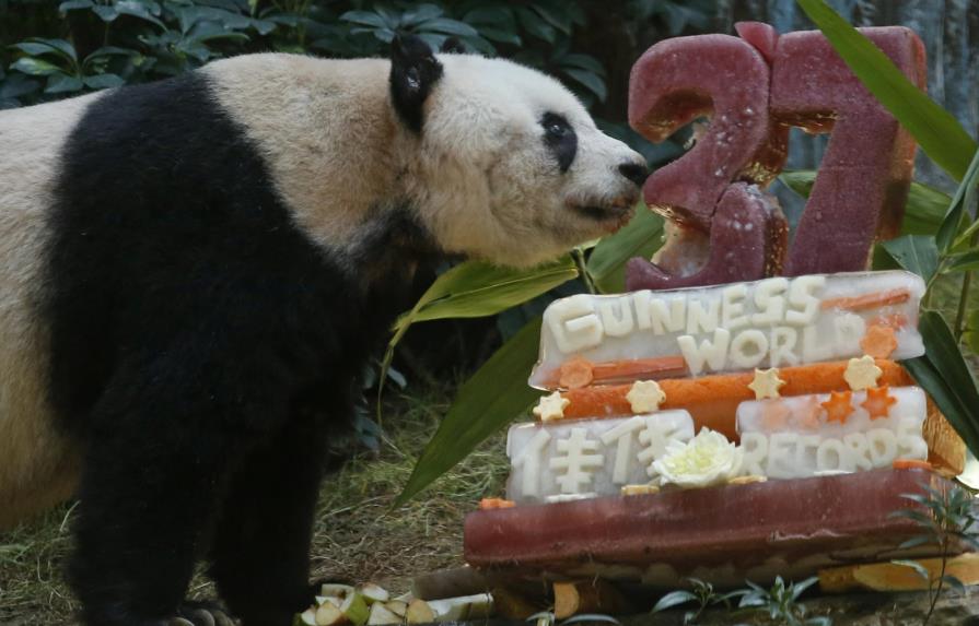 Panda más vieja del mundo cumple 37 años con tarta vegetal