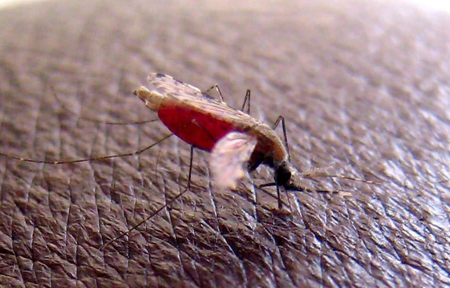 Puerto Rico insiste en prevención ante malaria a quienes viajen a República Dominicana