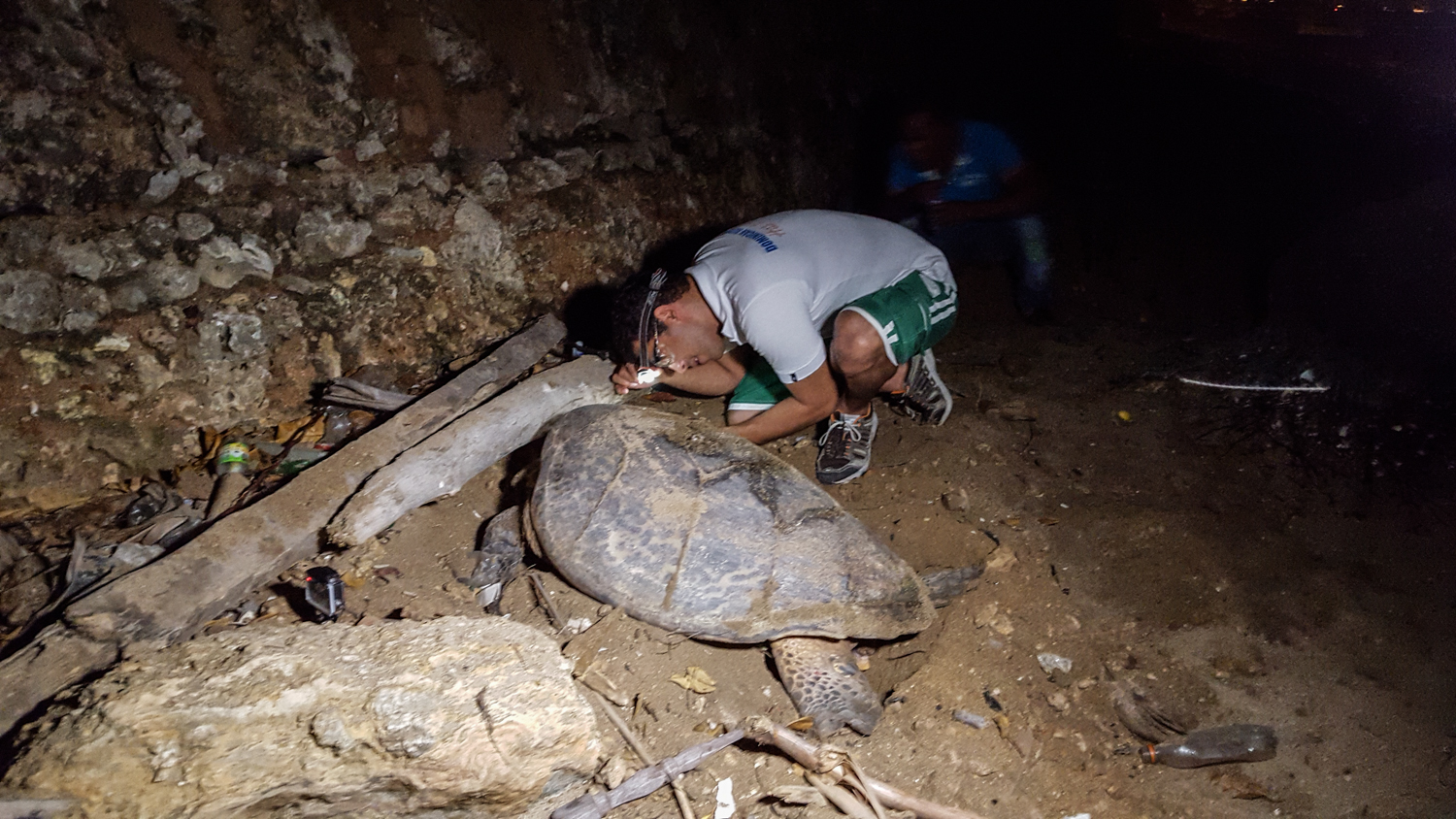 El biólogo Omar Shamir Reynoso chequea la aleta derecha para colocarle una placa de identificación.