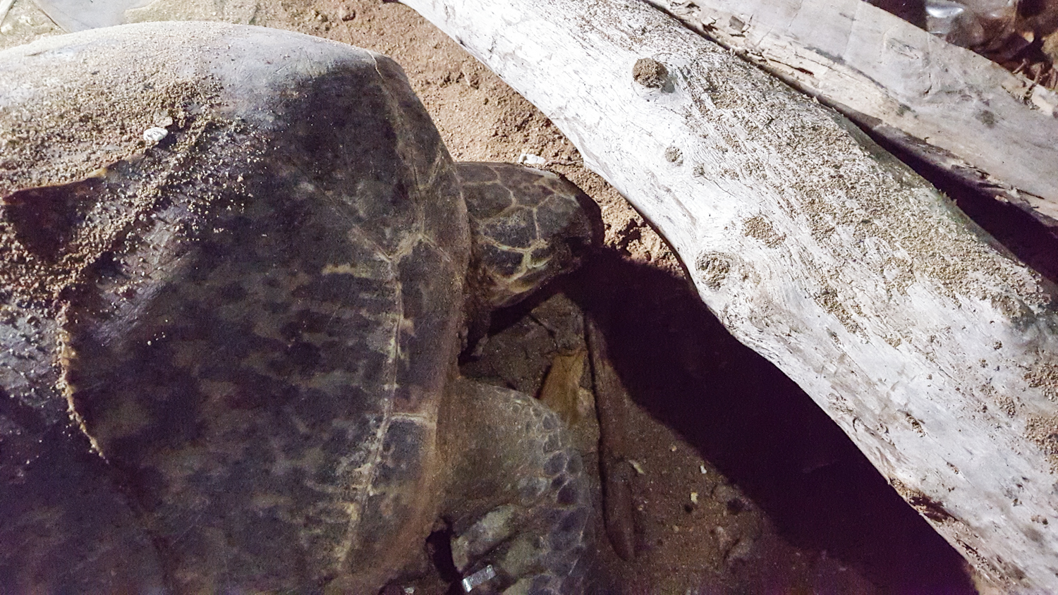 Los escombros son un problema para las tortugas.