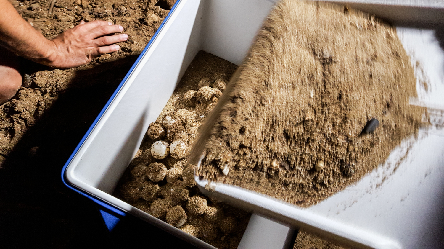 194 huevos fueron retirados a un lugar seguro.