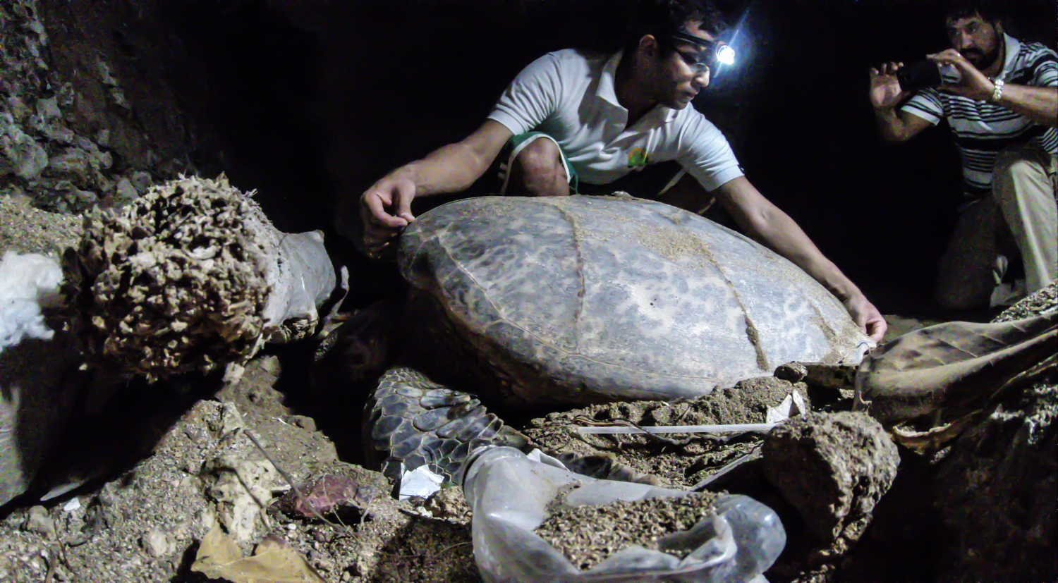 Rafaela midió 91 cm. de caparazón.