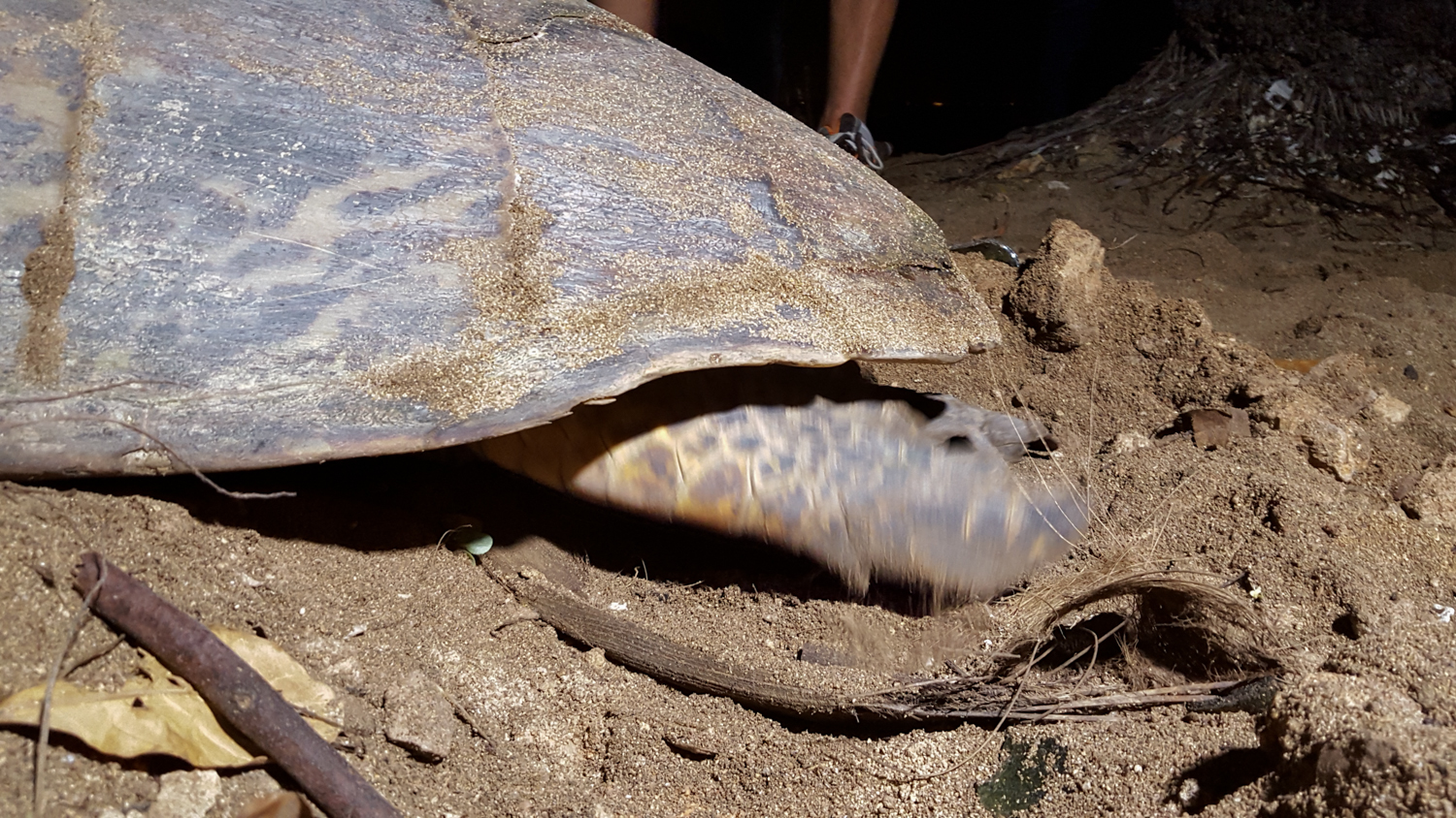 Delicadamente cubre los huevos con arena.