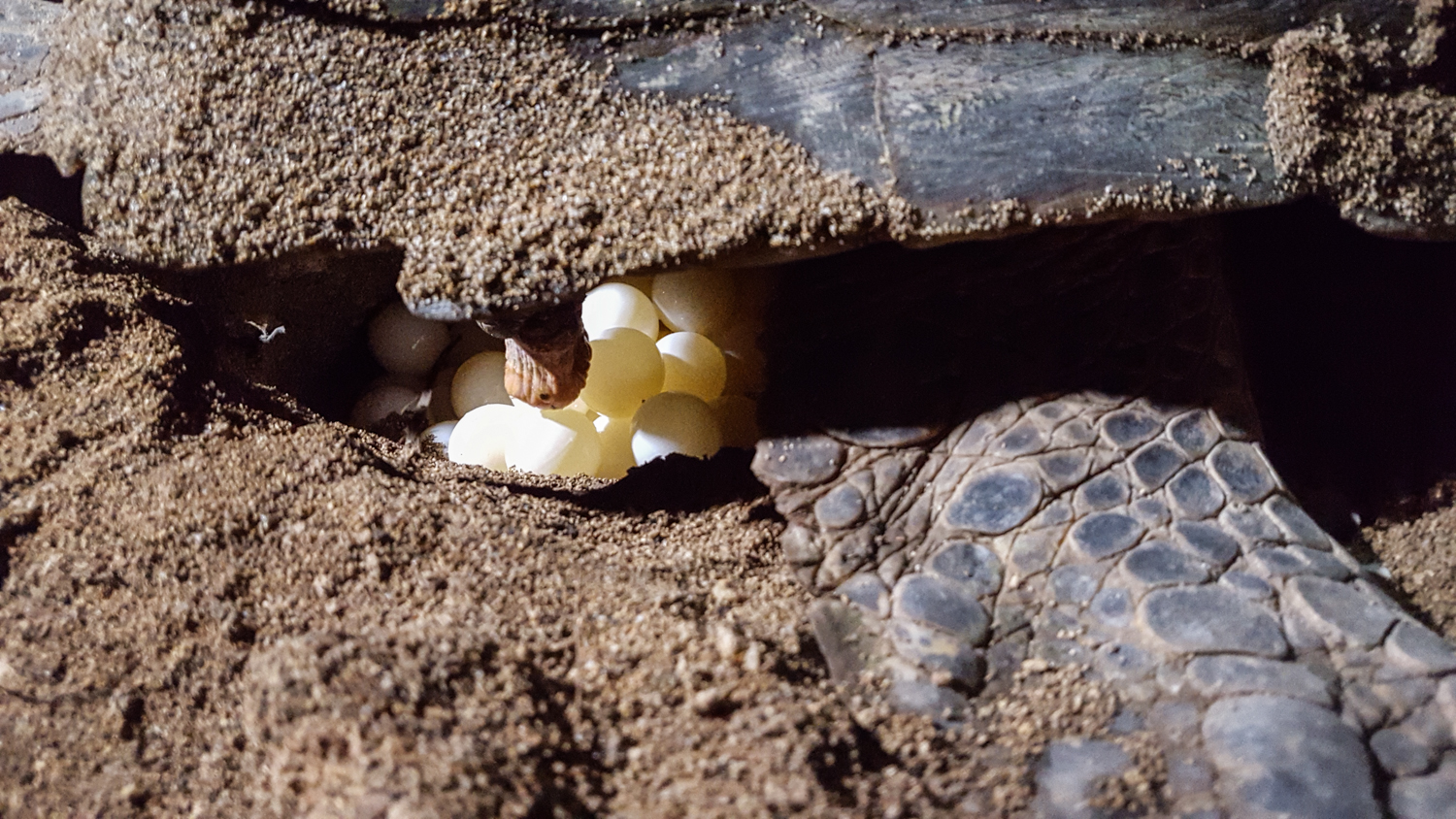 Rafaela desova a poca profundidad por el tipo de terreno.