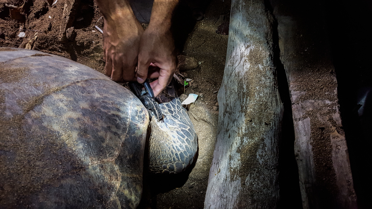 La tortuga es marcada en su aleta izquierda con una placa.