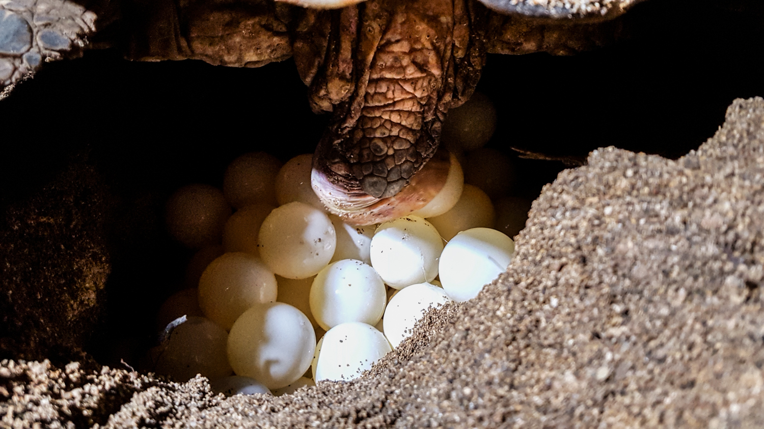 En 29 minutos Rafaela depositó 194 huevos.