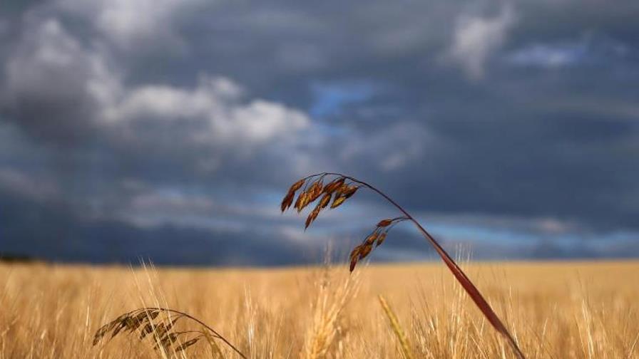 El trigo, el otro petróleo de los yihadistas del Estado Islámico