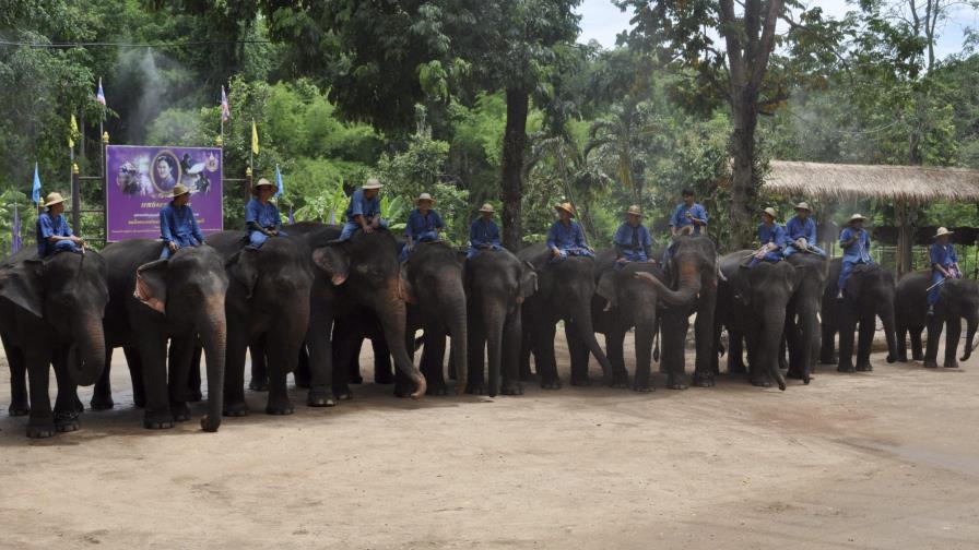 La pintura, entre las nuevas destrezas de los elefantes en Tailandia