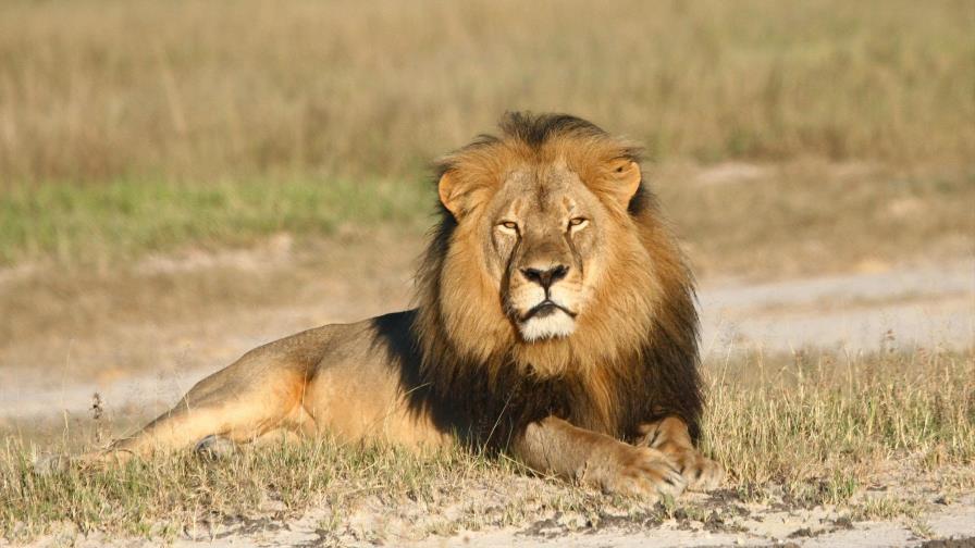 Un león mata a un hombre en un alojamiento de safari en Namibia Un león mata a un hombre en un alojamiento de safari en Namibia