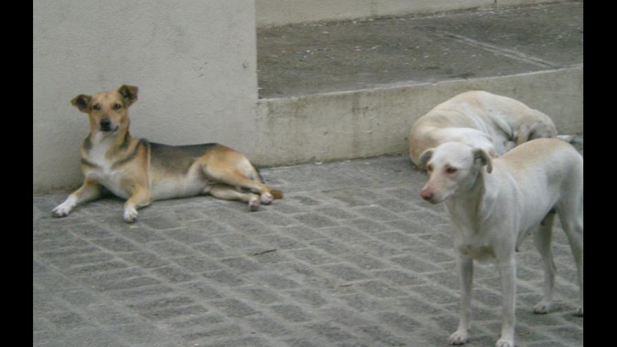 Salud Pública reporta caso de rabia humana Salud Pública reporta caso de rabia humana