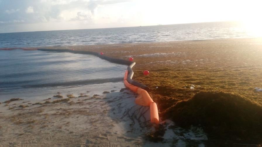 Prueban con éxito una barrera para frenar las algas en playas de Bávaro Prueban con éxito una barrera para frenar las algas en playas de Bávaro