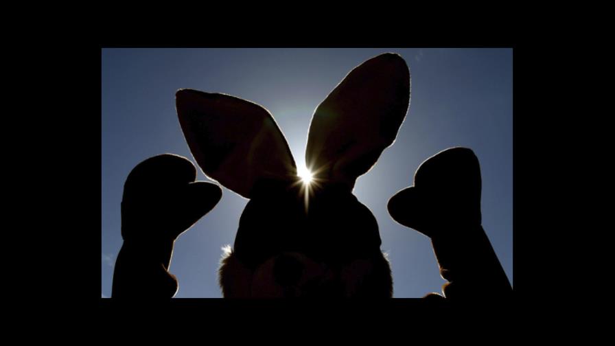 Fundéu BBVA: “conejillo de Indias”, con mayúscula en “Indias” y sin comillas 