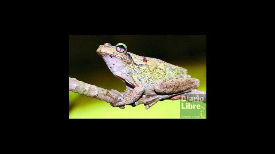 Parásito amenaza a ranas y renacuajos en el mundo 