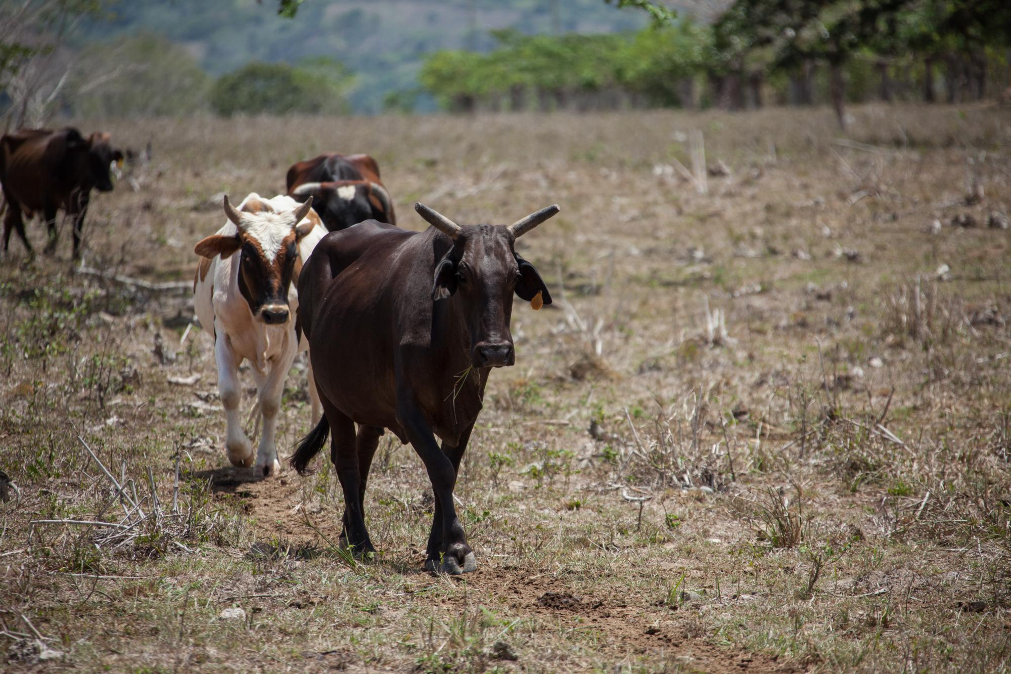 Las reses de Adolfo Peguero caminan hacia la pileta donde descargan el agua.