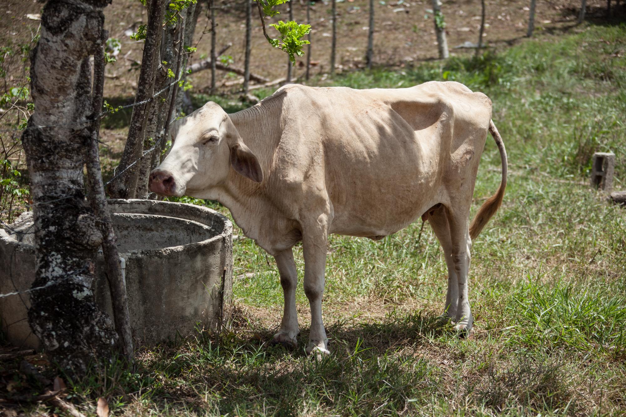 Esta vaca enfermó tras tomar agua contaminada de un charco del arroyo.