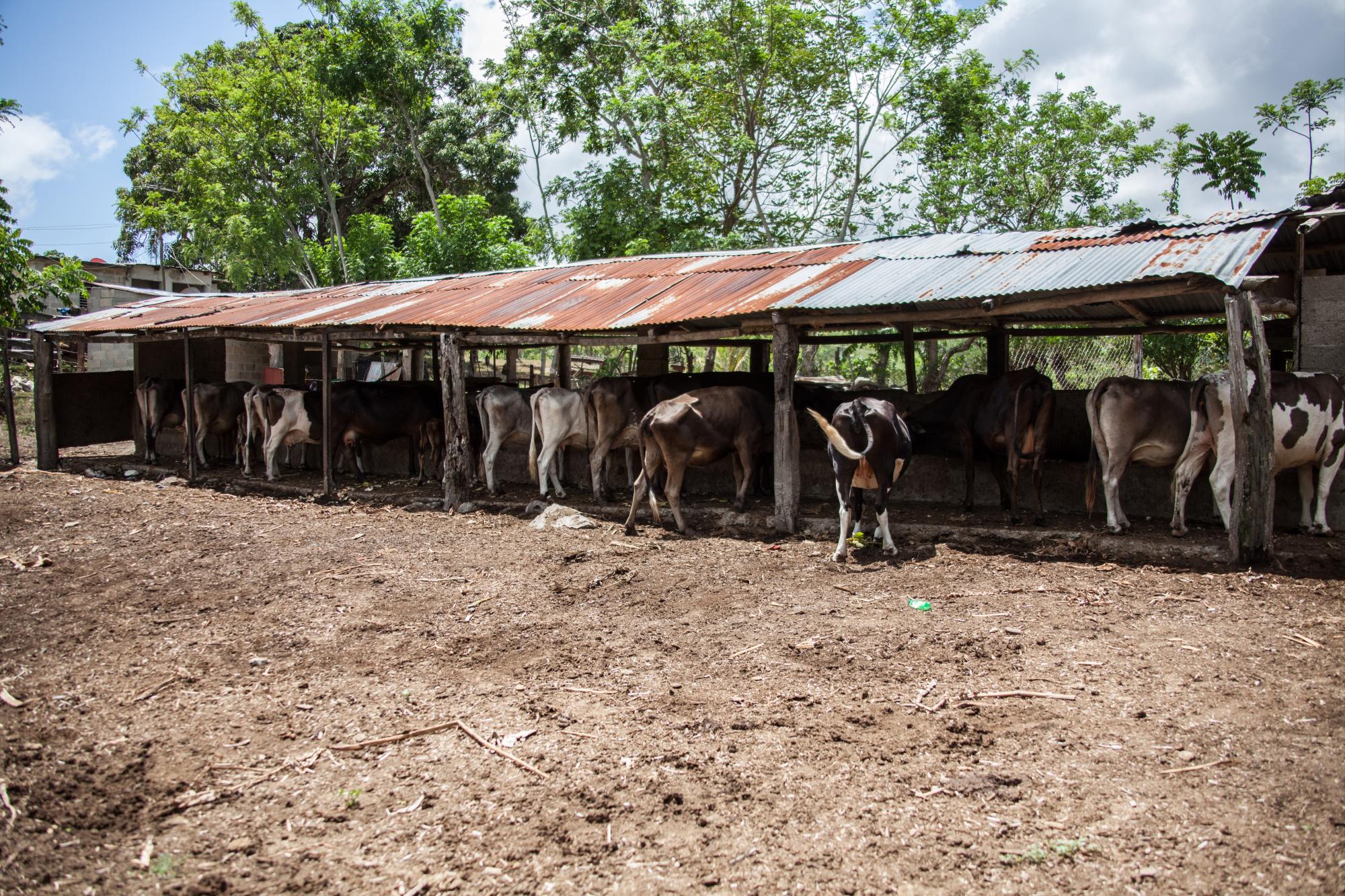 Las vacas pueden resistir más sin comer que sin beber. 