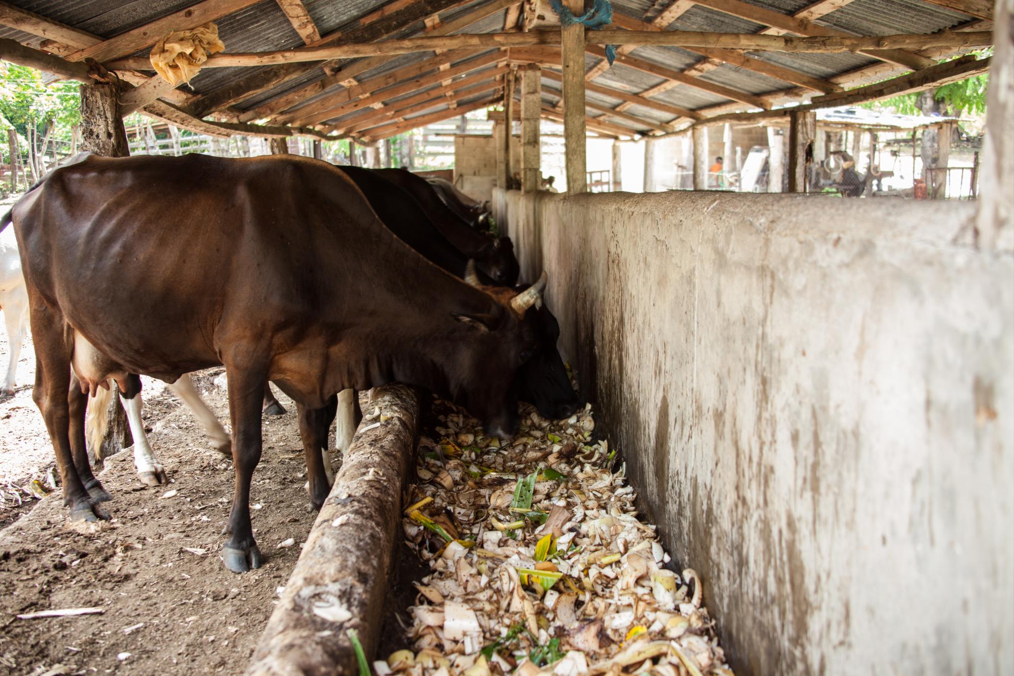 Francis Miguel Aybar le echa agua con melaza al alimento de sus reses.