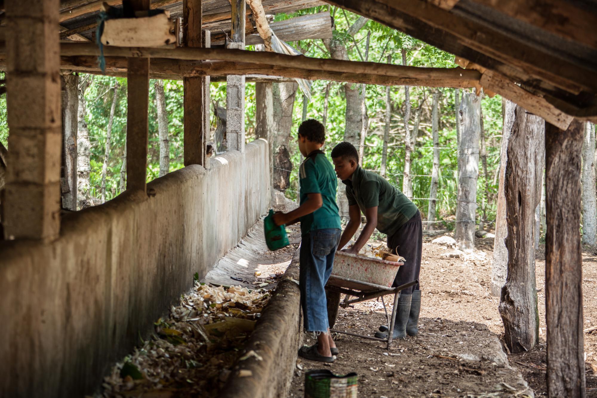 A falta de hierba, Francis Miguel Aybar está dando pámpanos de plátano a sus reses.