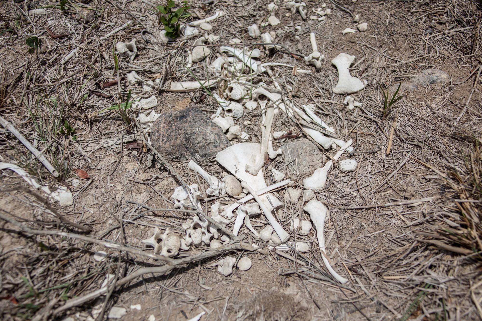 En los potreros quedan huesos de vacas que han muerto por la sequía.