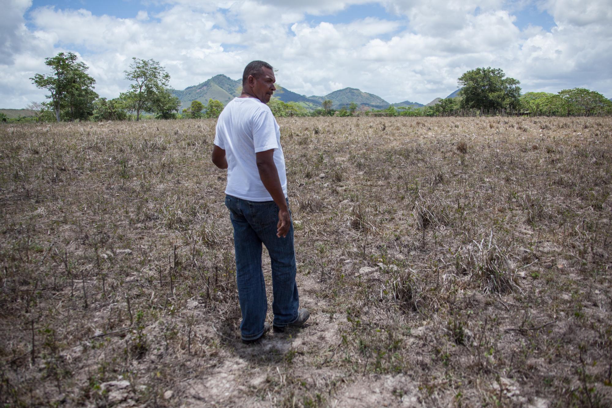 La hierba en los potreros de Adolfo está gris. 