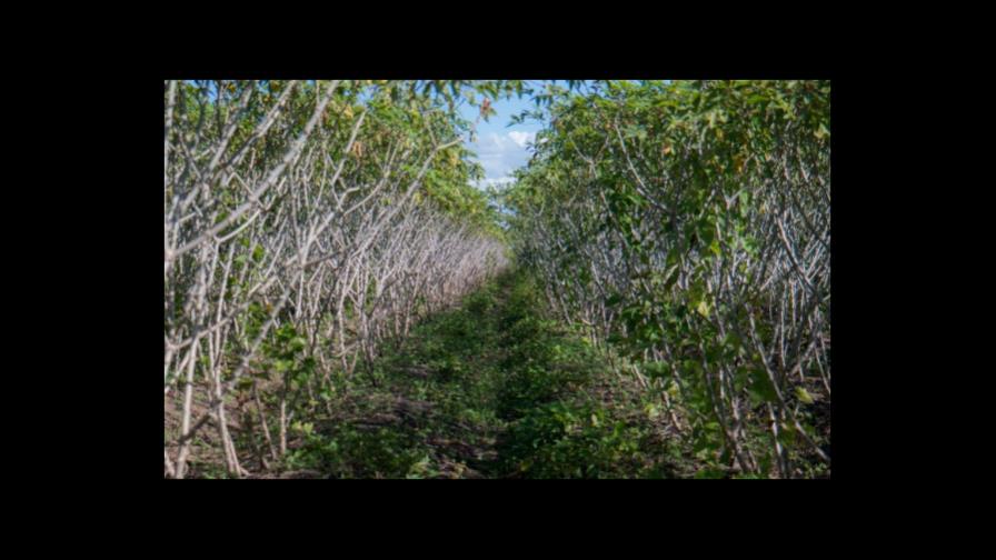 La exenciones fiscales para el sector agropecuario seguirán en 2015