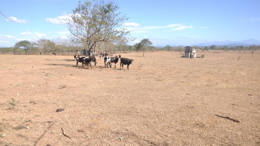 La FAO alerta sobre los efectos de la sequía en Centroamérica La FAO alerta sobre los efectos de la sequía en Centroamérica