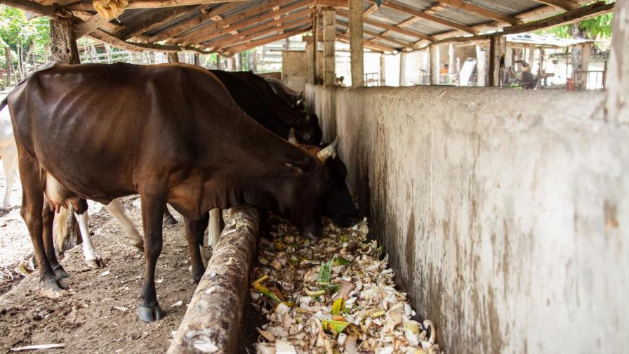 Ganaderos del Este matan a sus reses antes de que mueran de sed